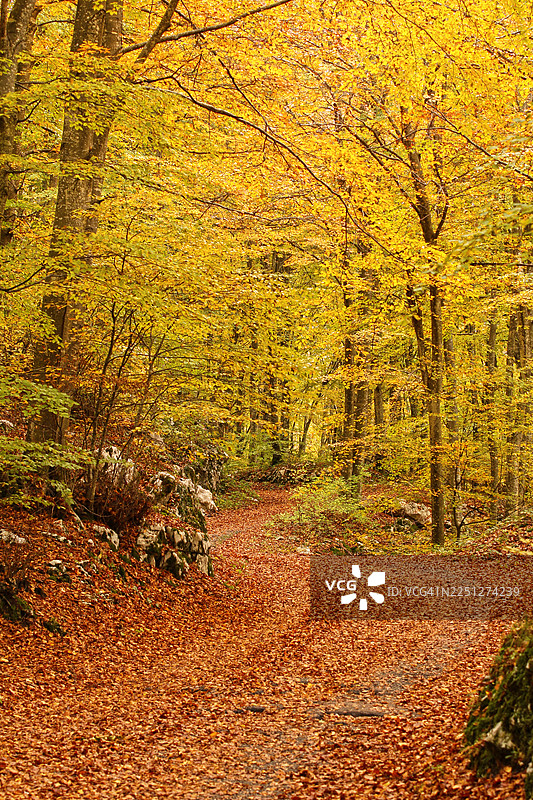 一条被鲜艳秋叶覆盖的森林小径，周围是金黄色的树木，构成了一幅美丽宁静的自然景象，意大利图片素材