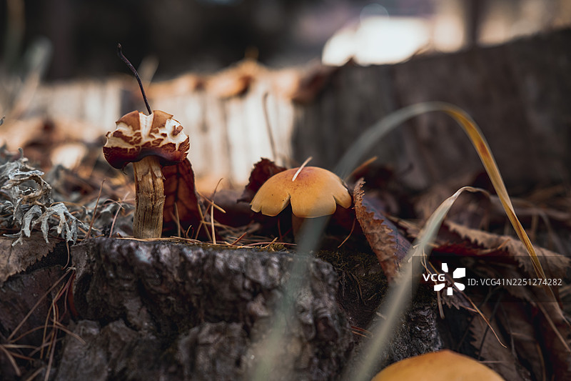 秋季森林中树桩上的野生蘑菇和干枯落叶特写图片素材