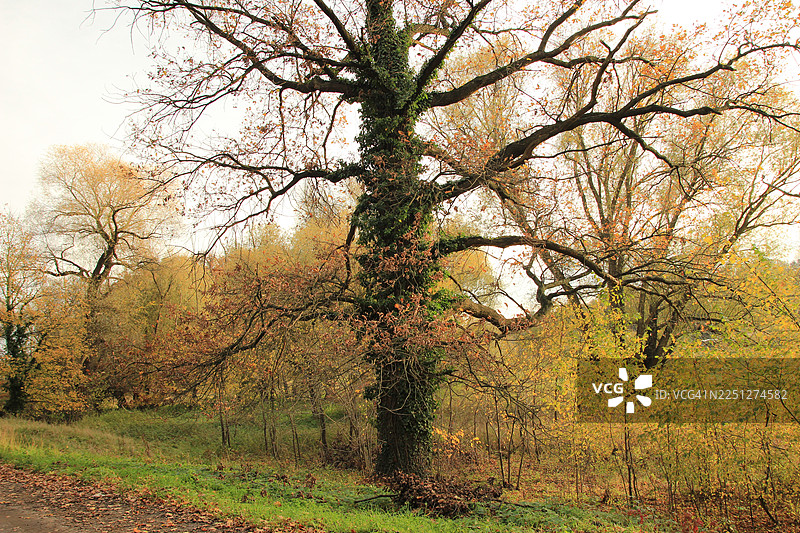 秋日树木色彩鲜艳，叶子五彩斑斓，树干爬满常春藤，置身于宁静的森林中，波兰图片素材