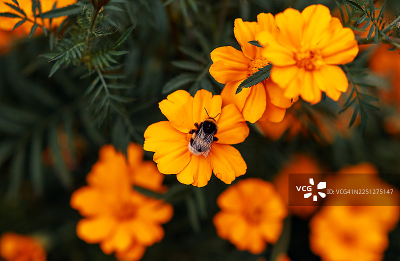 特写：一只大黄蜂在花园里为鲜艳的橙色万寿菊花授粉图片素材