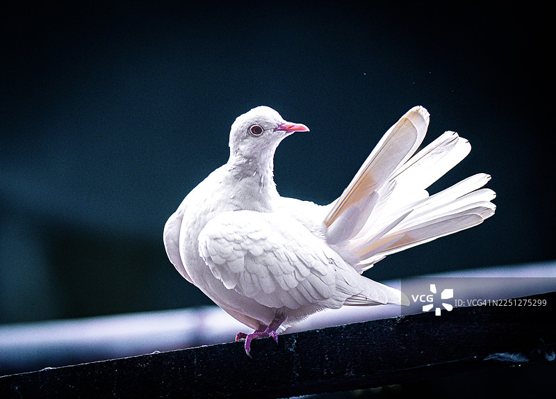特写：一只白鸽栖息在深色栏杆上，背景虚化图片素材