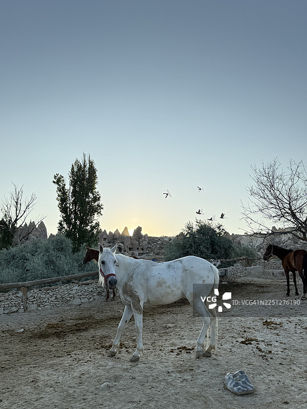 日落时分，一匹白马站立在乡村马厩里，天空中有鸟儿飞翔。图片素材