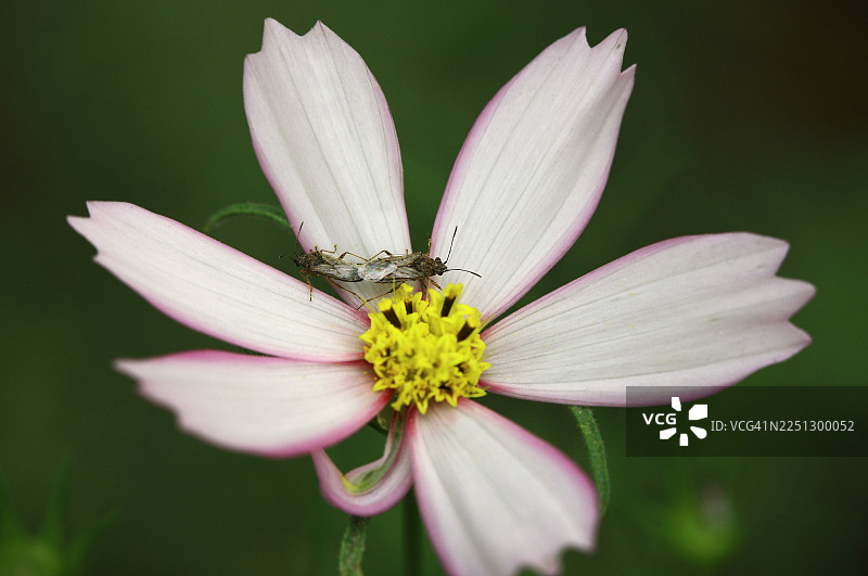 婴儿品种，宇宙图片素材