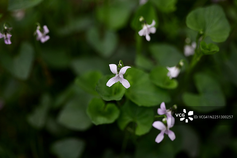 紫罗兰图片素材