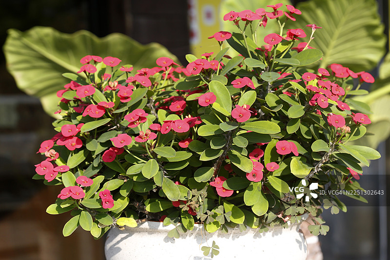 花卉长颈鹿，花卉植物。园艺品种，马达加斯加沃伦，常开图片素材