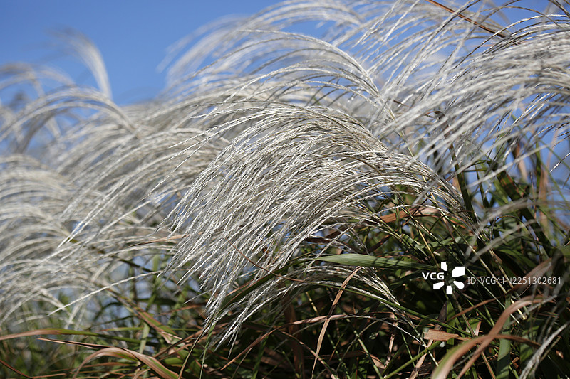 芦苇，茅草，禾本科，多年生草本，根茎图片素材