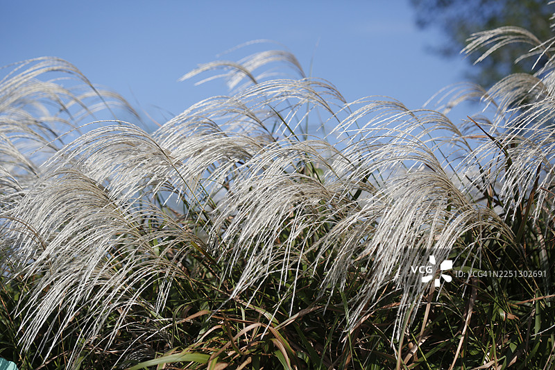 芦苇，荻，禾本科，多年生草本，根茎图片素材