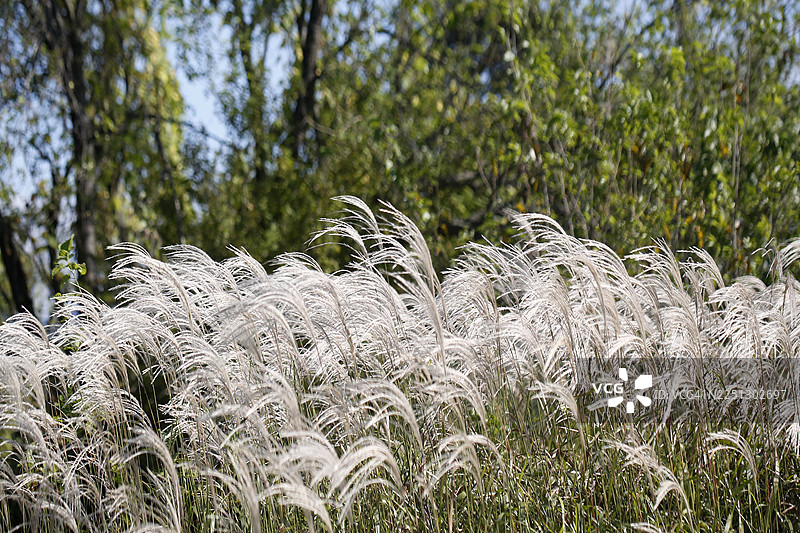 芦苇，荻，禾本科，多年生草本植物，根茎图片素材