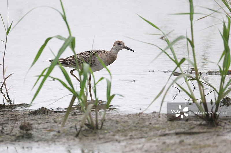 围巾的斗牛犬图片素材