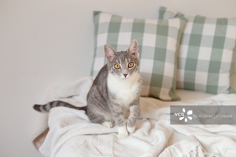 圣诞背景。带窗户的卧室。圣诞老人猫图片素材