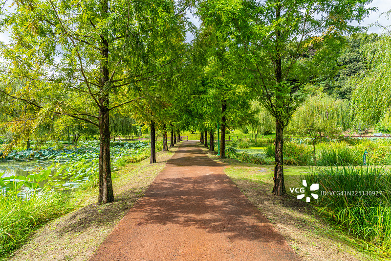 庆尚南道居昌郡的居昌长坡园徒步小径图片素材