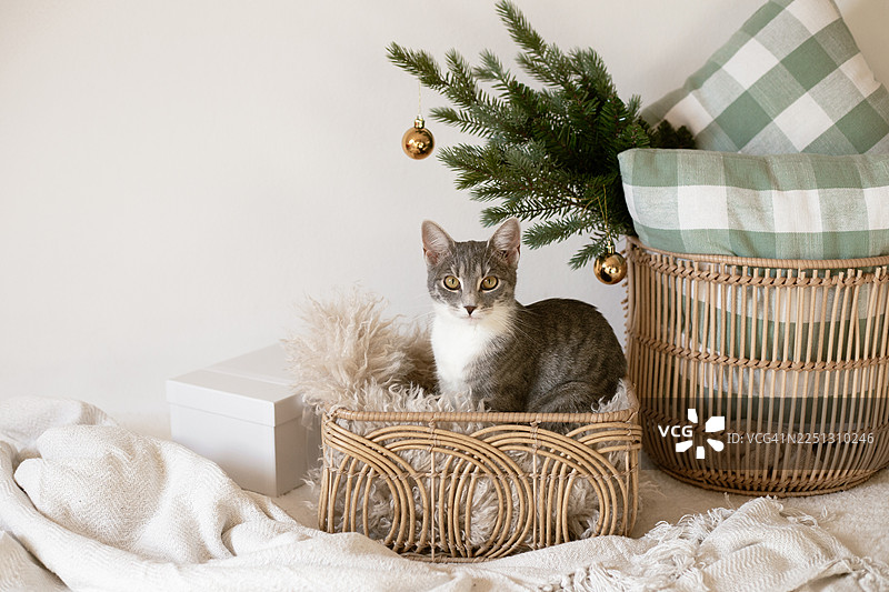 圣诞背景。带窗户的卧室。圣诞老人猫图片素材