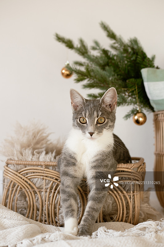 圣诞背景。带窗户的卧室。圣诞老人猫图片素材