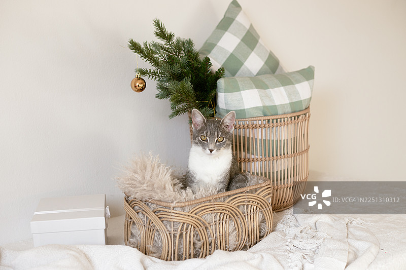 圣诞背景。带窗户的卧室。圣诞老人猫图片素材