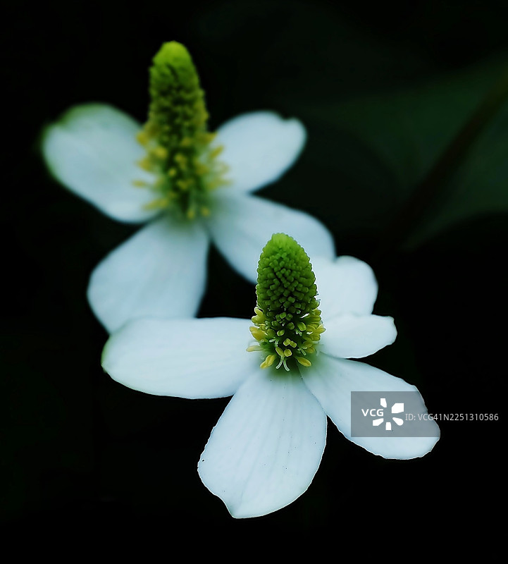 荞麦花图片素材