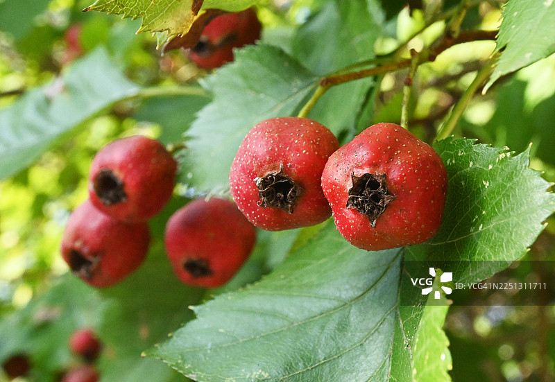 全罗南道 顺天市 乐安邑城图片素材