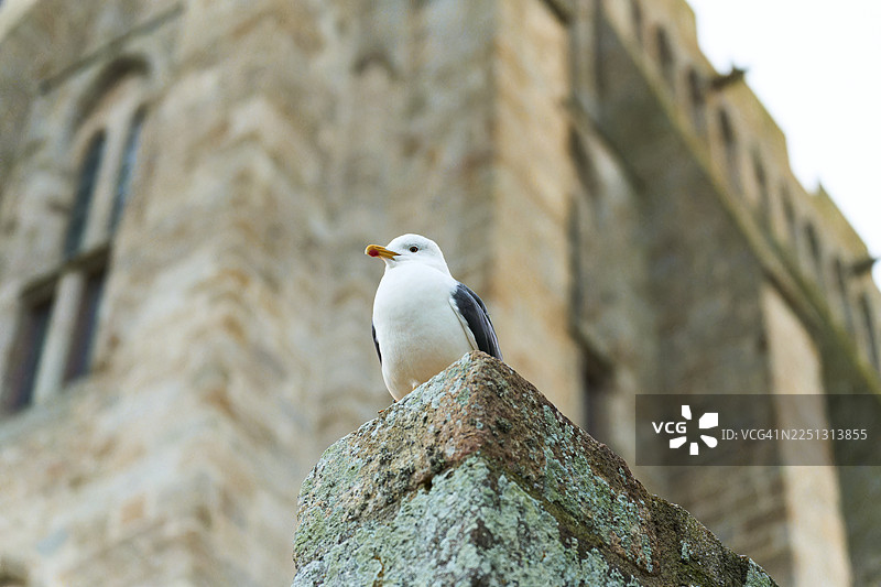 海鸥栖息在圣米歇尔山的石墙上图片素材
