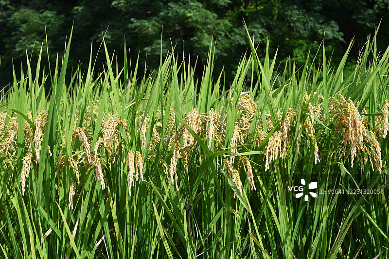 大米, 谷物图片素材