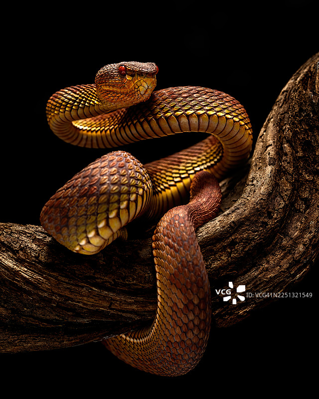 红树林矛头蝮图片素材