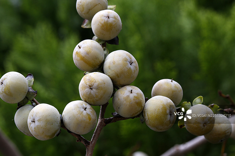 柿子树果实，柿子科，落叶阔叶树，近缘物种，雌雄异株树图片素材