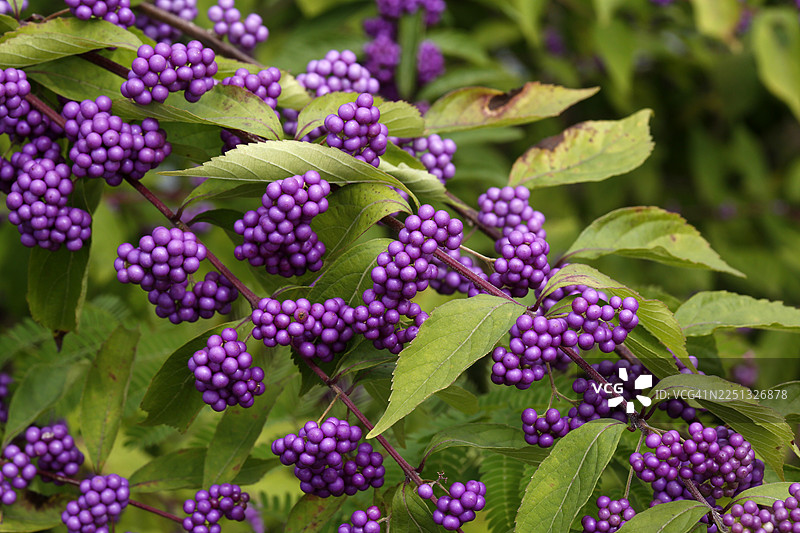 紫色矮生树，矮生树，唇形科，落叶灌木图片素材