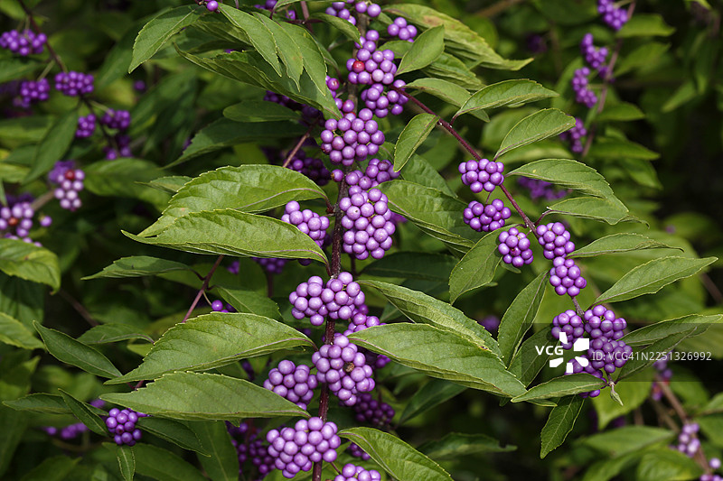 紫色矮生树，矮生树，唇形科，落叶灌木图片素材