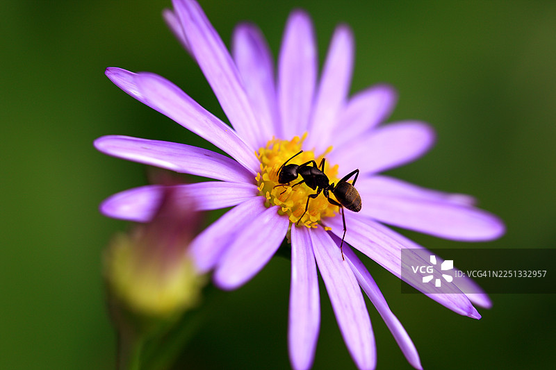 蚂蚁，蚂蚁图片素材