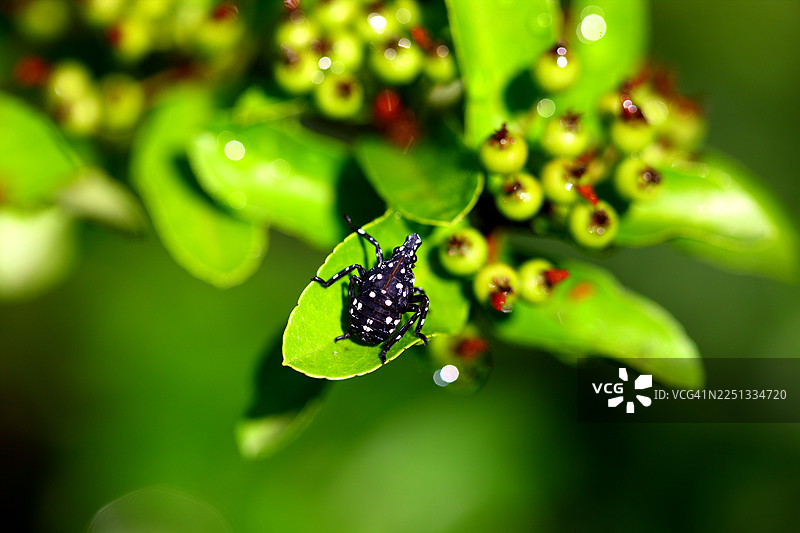 红翅蝉若虫图片素材