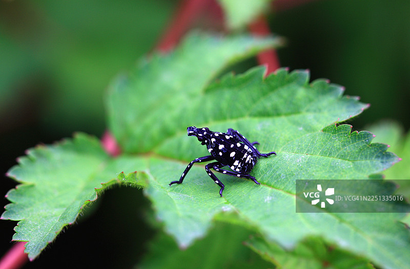 红翅蝉若虫图片素材
