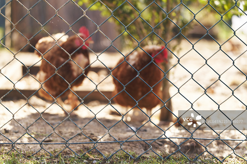 散养的鸡在乡村农场里，被金属围栏隔开图片素材