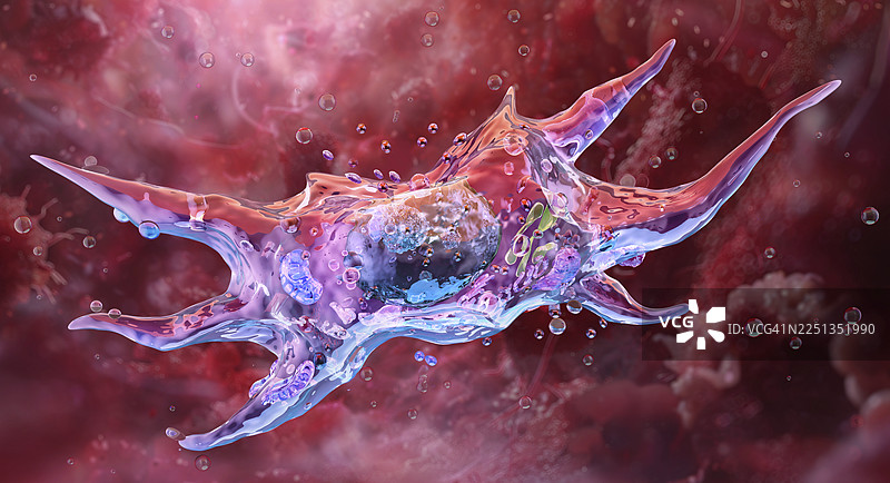 成纤维细胞，插画图片素材