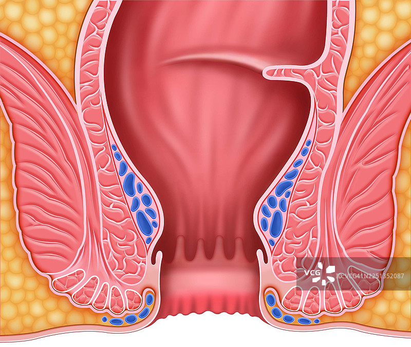 肛管结构，插画图片素材