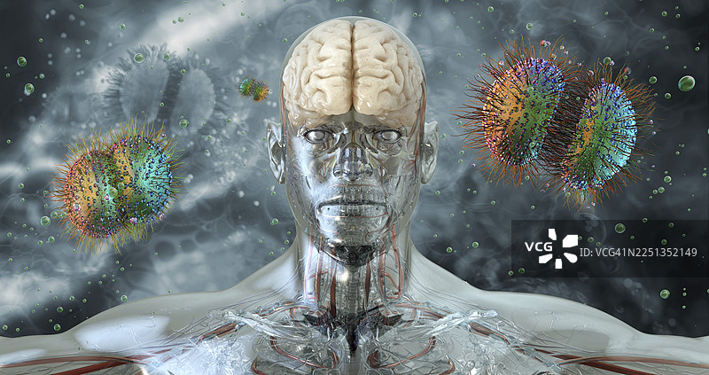 脑膜炎奈瑟菌细菌，插画图片素材