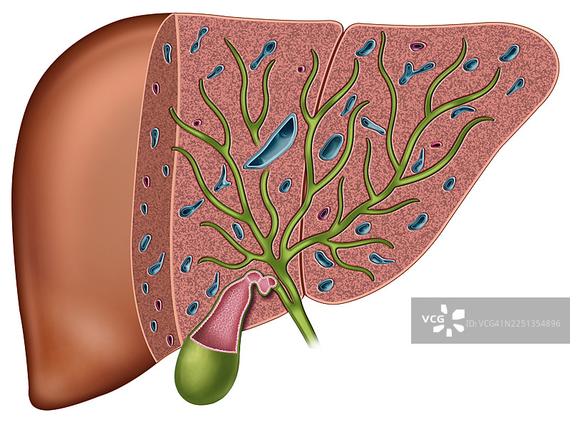 肝脏内部切面，插画图片素材