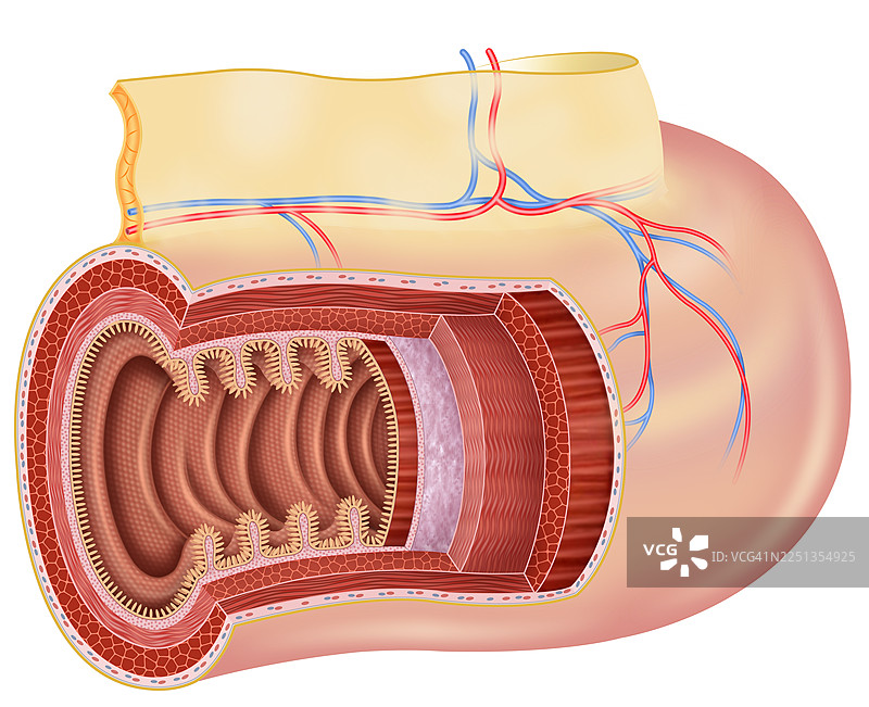 小肠的层数，插画图片素材