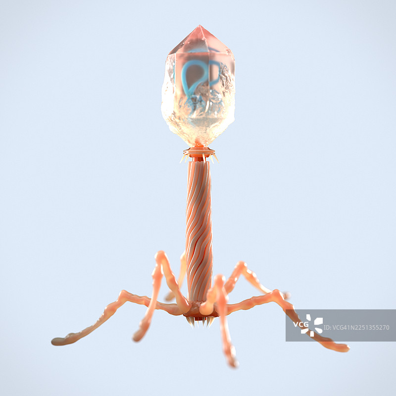 噬菌体解剖结构，插画图片素材