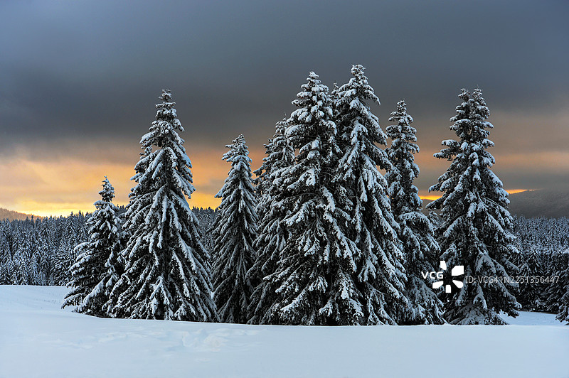 保加利亚里拉山脉，日出时分的雪林风光图片素材