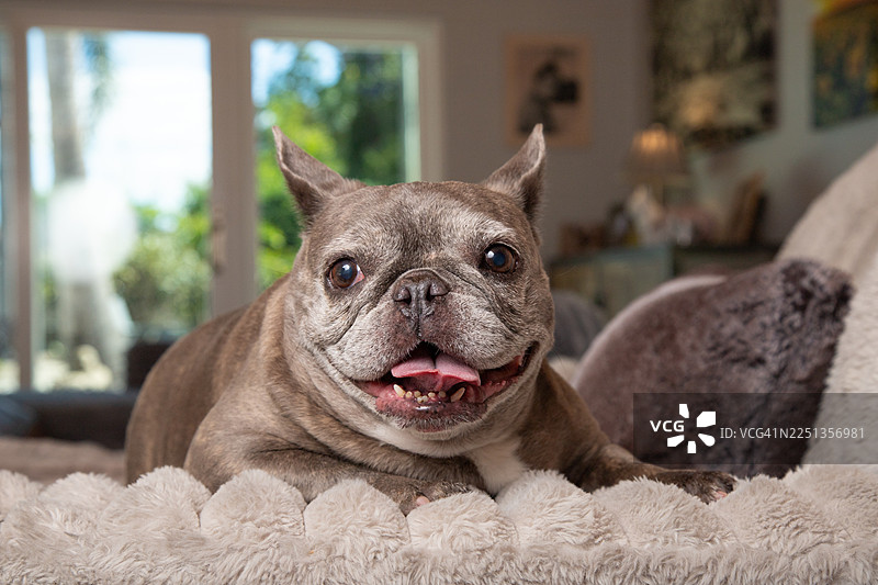 快乐的老灰法国斗牛犬躺在沙发上的肖像图片素材