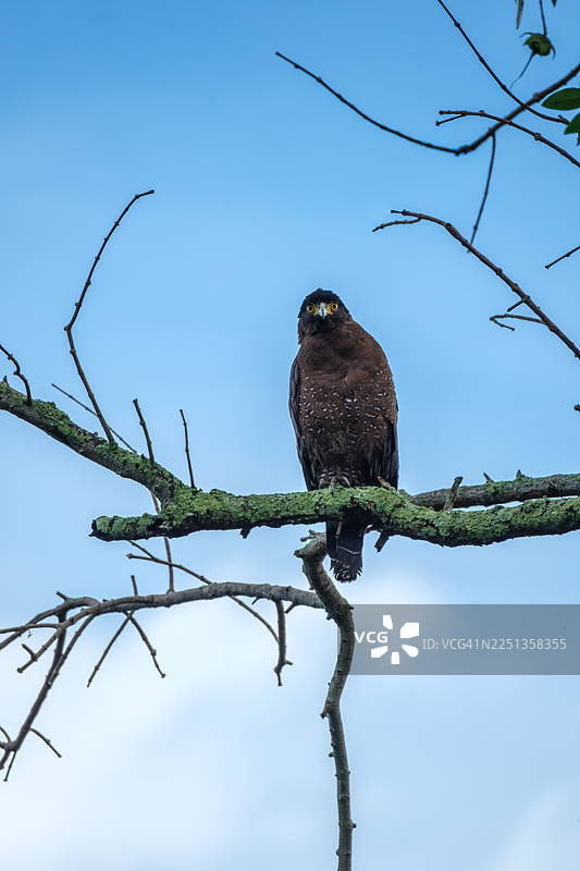 马来西亚，一只停在树上的冠斑犀鸟（Spilornis cheela）的特写肖像图片素材