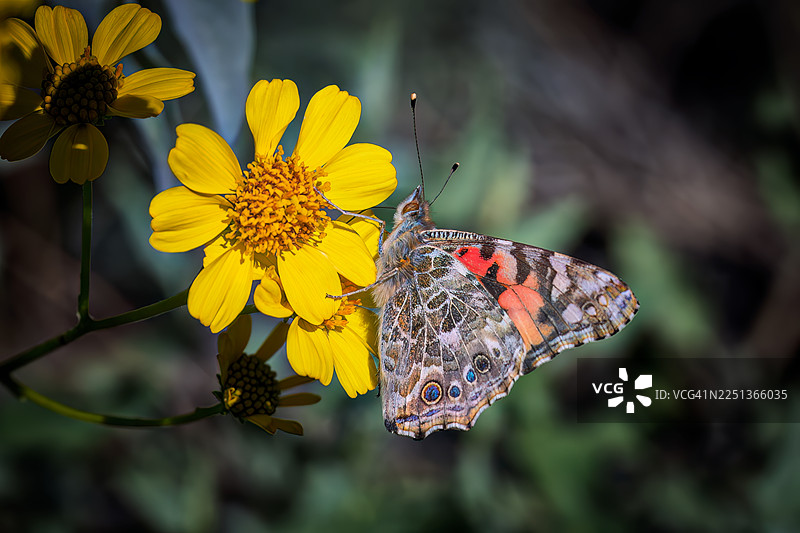 亚利桑那州斯科茨代尔的石英小径旁，一只蛱蝶停在一丛金茶花上。图片素材