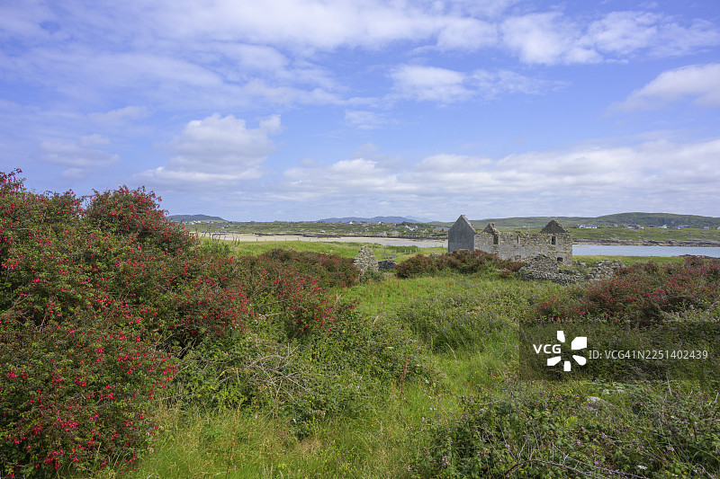 位于爱尔兰戈尔韦郡希尔弗纳（Sillerna）克隆（Cloon）的奥梅岛（Omey Island）上的紫红色灌木丛和房屋遗址图片素材