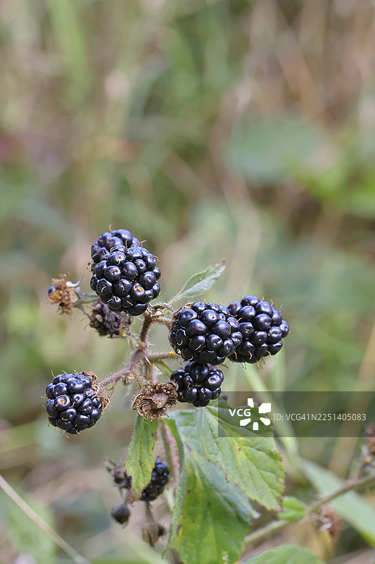 黑莓（悬钩子属），森林中灌木丛上的成熟果实，韦尔恩斯多夫，北莱茵-威斯特法伦州，德国图片素材