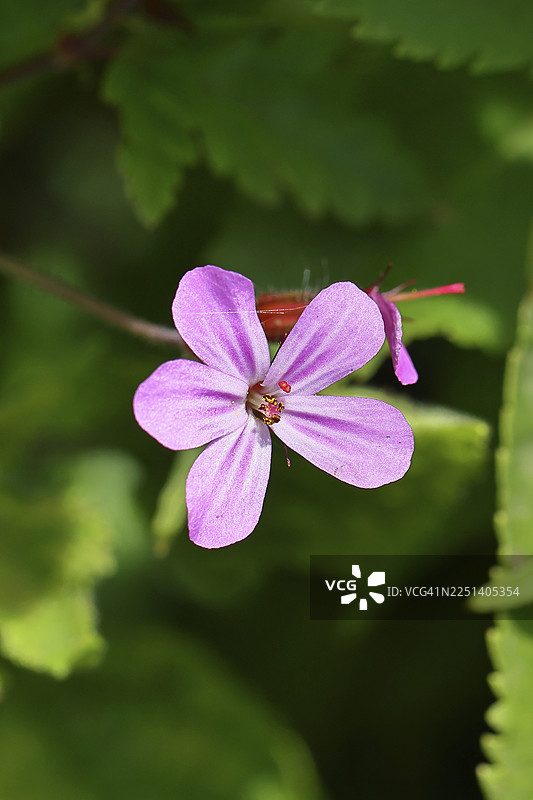 刺鼻老鹳草（Geranium robertianum），即罗伯特老鹳草，春季花朵，德国北莱茵-威斯特法伦州维尔恩斯多夫图片素材