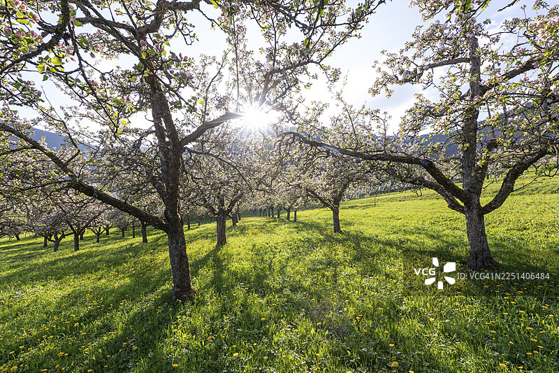 德国巴登-符腾堡州施瓦本汝拉地区奈德林根附近的果园里的苹果花图片素材