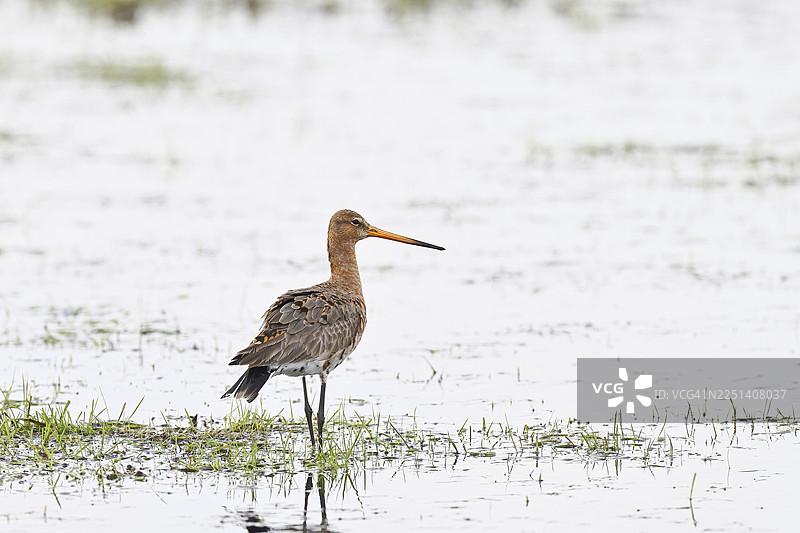 黑尾凫(Limosa limosa),在被淹没的草甸上沐浴晨雾,鹬鸟,野生动物,自然摄影,湿草甸,奥克森摩尔,杜默湖,莱姆布鲁赫,下萨克森,德国图片素材