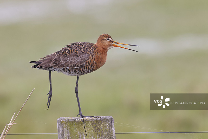 黑尾凫(Limosa limosa),栖息在篱笆桩上,鸣叫,鹬鸟,野生动物,自然摄影,湿草甸,奥克森莫尔,杜默湖,伦布鲁赫,下萨克森,德国图片素材