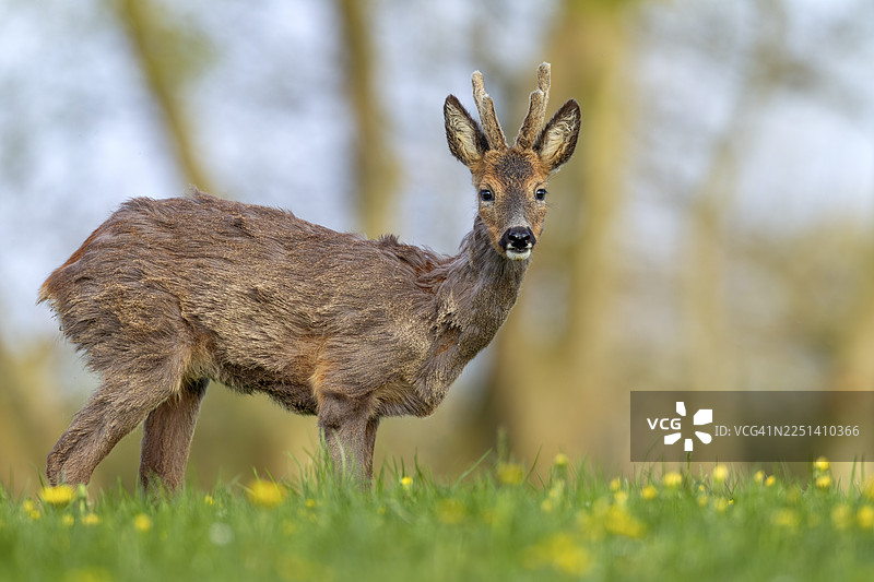 正在德国的蒲公英草地上寻找食物的 roebuck (Capreolus capreolus) 幼崽，长着绒角，换着毛发，警觉地与人对视，德国图片素材
