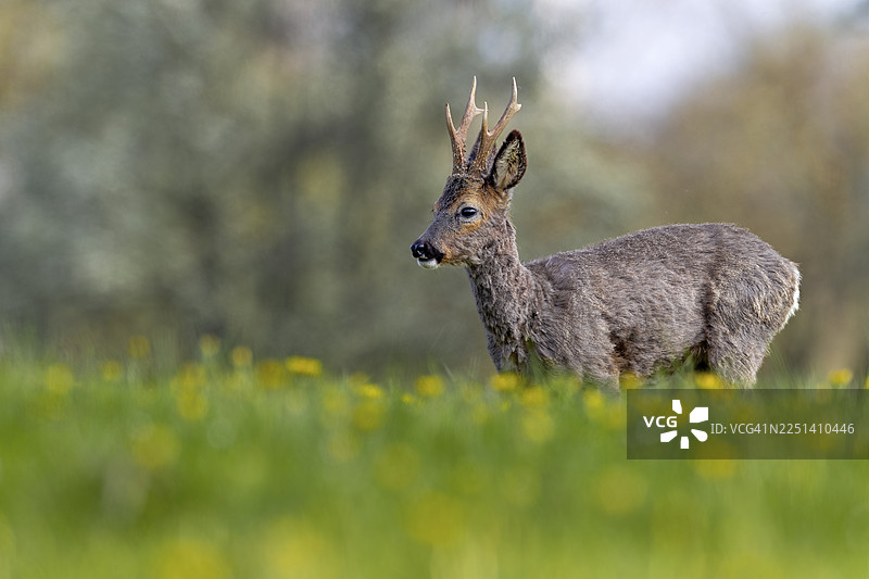德国草地上，一只正在换毛、警惕的 roebuck（欧洲狍）与盛开的蒲公英在一起图片素材