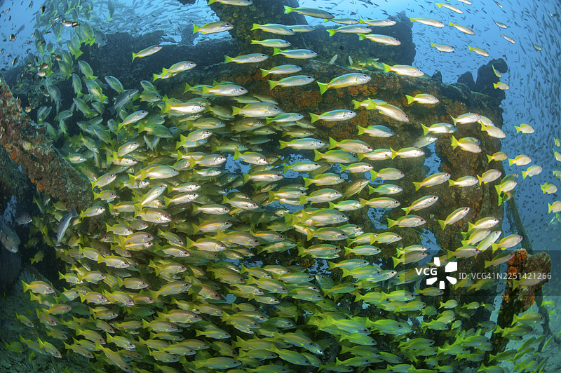印度洋、印度洋-太平洋、安达曼海、考拉卡、泰国海域沉船海底的大量卢茨氏笛鲷(Lutjanus lutjanus)鱼群水下照片图片素材