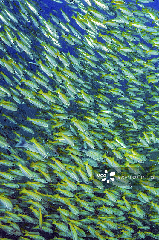 印度洋、印太、安达曼海、泰国海域，大群的黄线笛鲷（Lutjanus lutjanus）水下照片图片素材